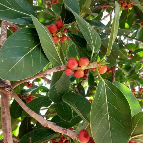 Banyan Tree Seed