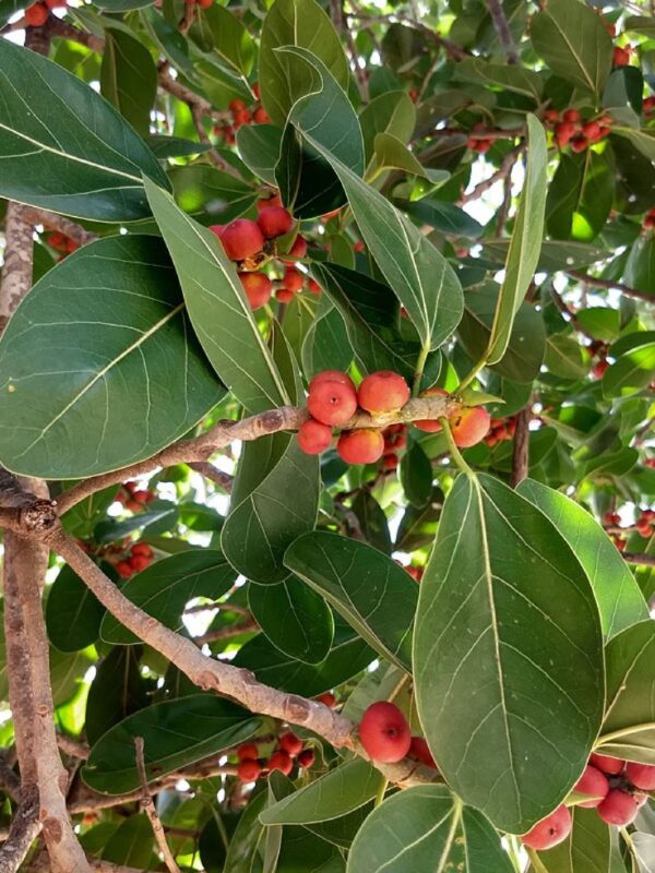 ban Banyan Tree Seed