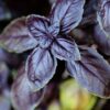 Red Basil Seed