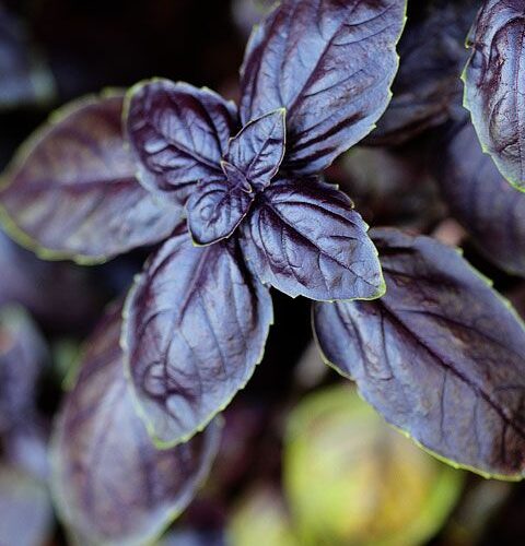 Red Basil Seed