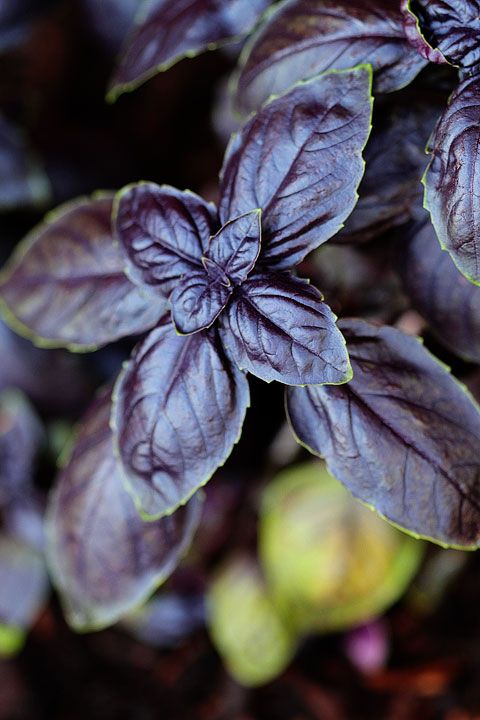 bas Red Basil Seed
