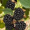 Blackberry Plant