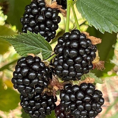 Blackberry Plant