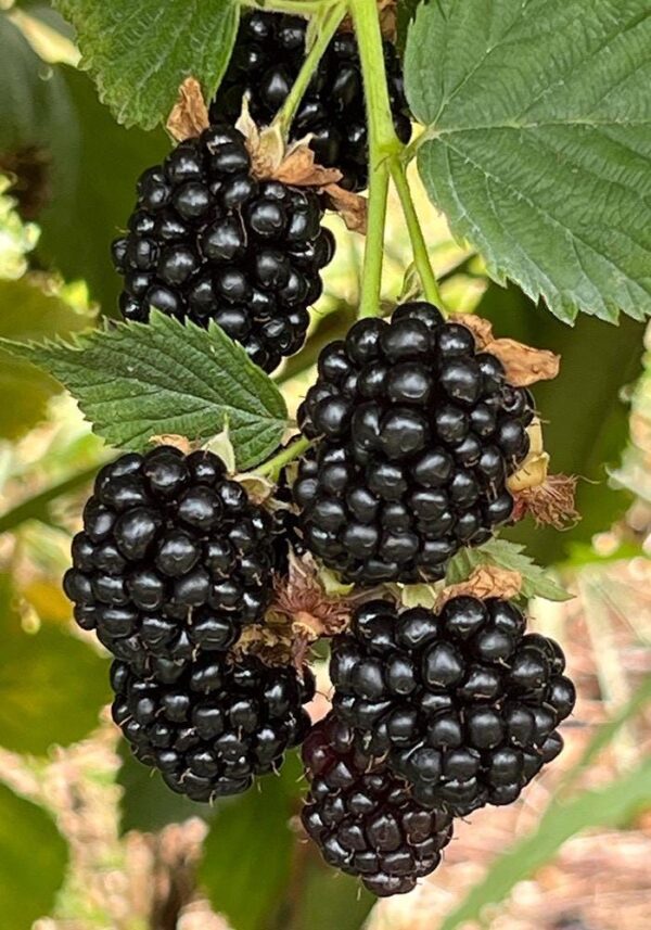 bb Blackberry Plant