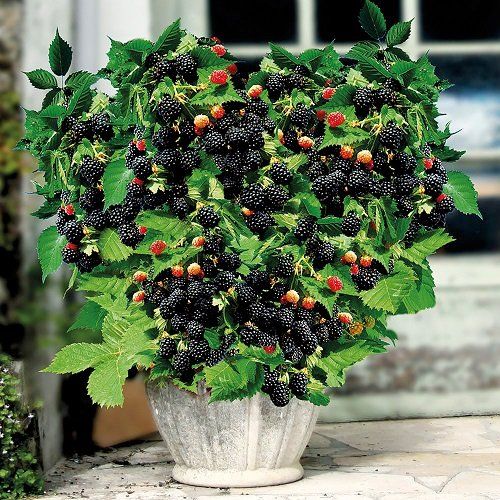 bb1 Blackberry Plant