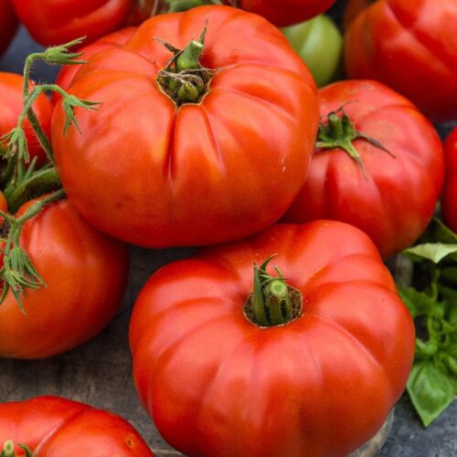 Beefsteak Tomato Prime F1 Hybrid