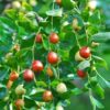 BER Tree Seed