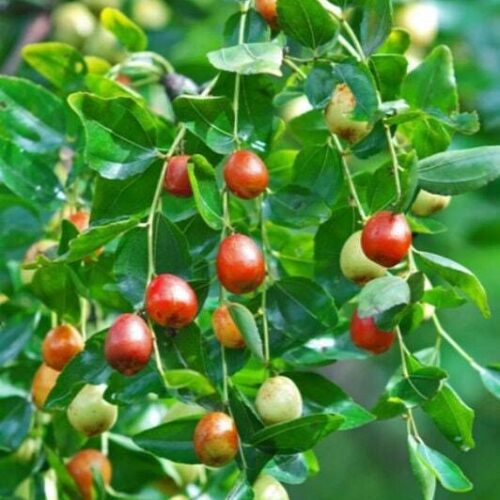 BER Tree Seed