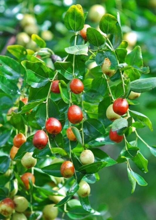 BER Tree Seed
