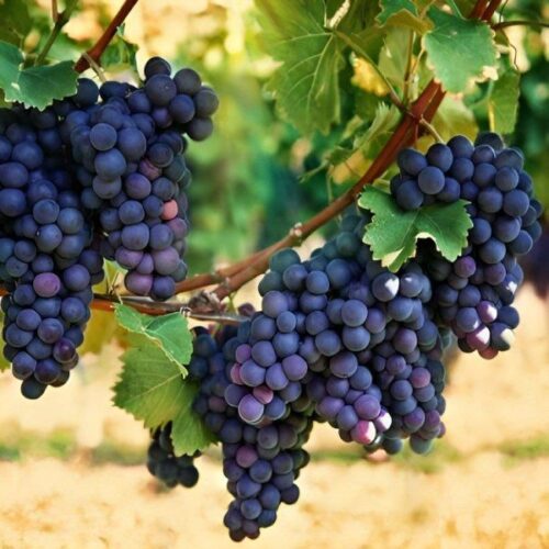 Black Grapes plant Vine