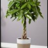 Big Leaf Money Plant (Pothos) – Lush Green Indoor/Outdoor Plant
