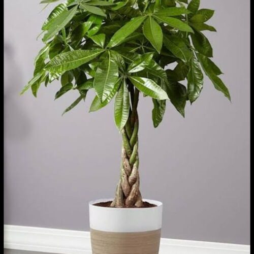 Big Leaf Money Plant (Pothos) – Lush Green Indoor/Outdoor Plant