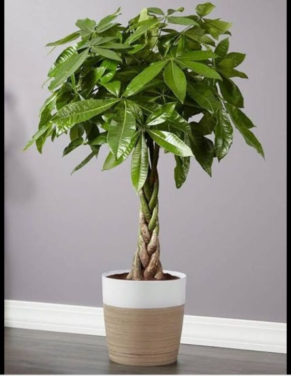 Big Leaf Money Plant (Pothos) – Lush Green Indoor/Outdoor Plant