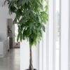 Big Leaf Money Plant (Pothos) – Lush Green Indoor/Outdoor Plant