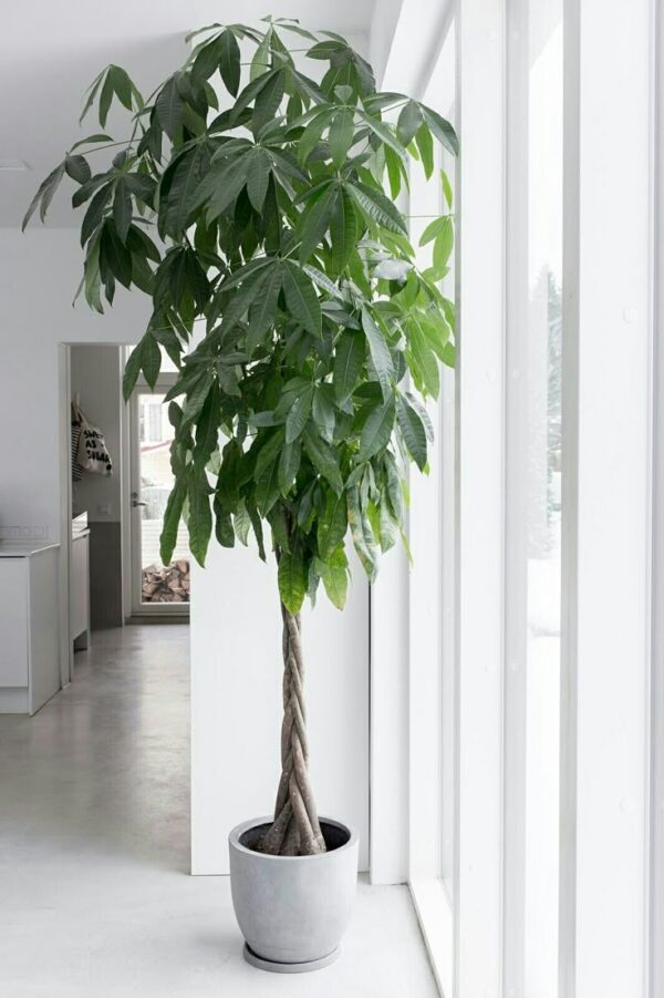 Big Leaf Money Plant (Pothos) – Lush Green Indoor/Outdoor Plant
