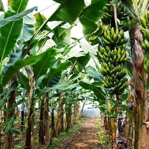 Banana Tissue Culture plant (china tissue)