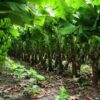 Banana Tissue Culture plant (china tissue)