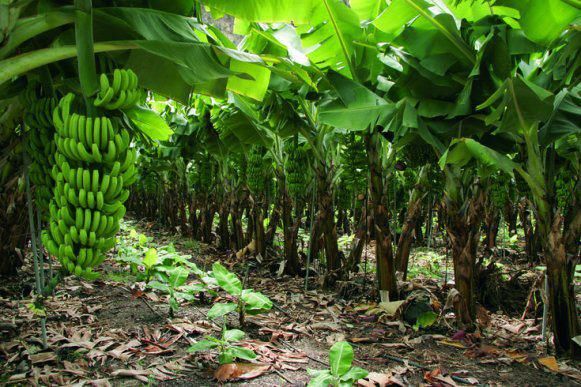 bn1 Banana Tissue Culture plant (china tissue)
