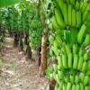 Banana Tissue Culture plant (china tissue)