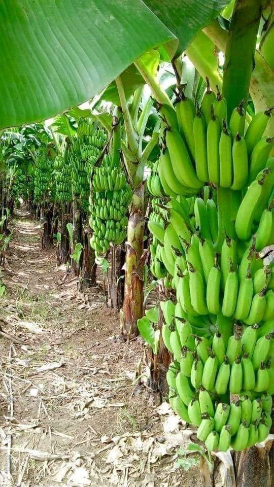 bn2 Banana Tissue Culture plant (china tissue)