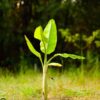 Banana Tissue Culture plant (china tissue)