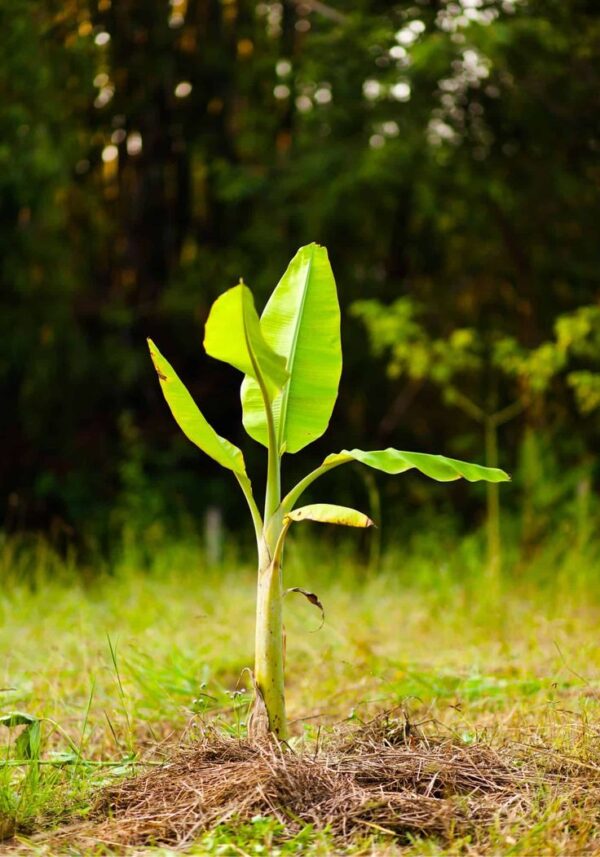 bn3 Banana Tissue Culture plant (china tissue)