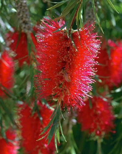 Bottle Brush Tree Seed