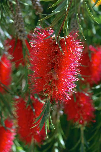 bot Bottle Brush Tree Seed