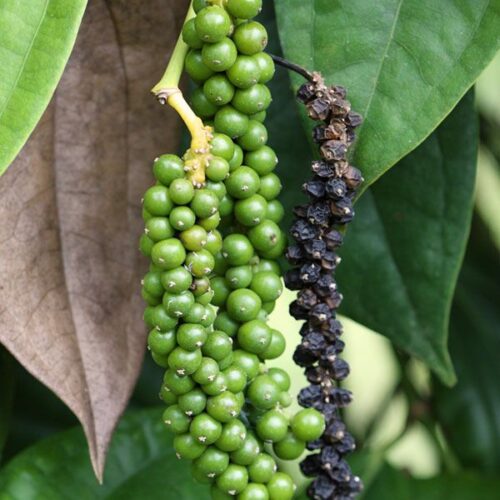 Black Pepper Plant