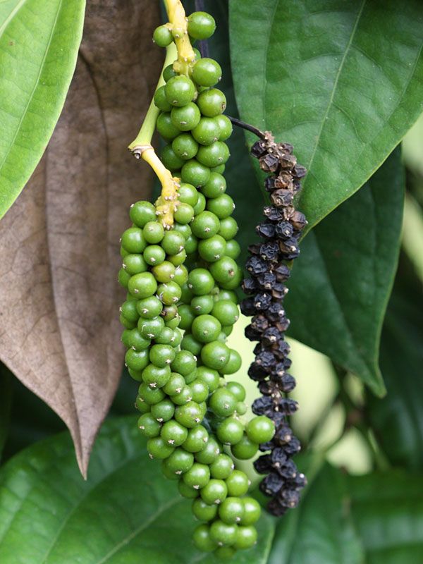 bp Black Pepper Plant