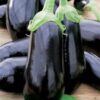Brinjal Round Seedlings F1 Hybrid – Black Boy F1