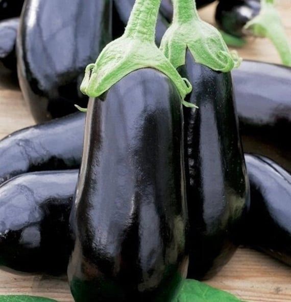 br Brinjal Round Seedlings F1 Hybrid – Black Boy F1