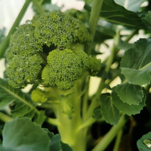 Broccoli Seedling Hybrid F1