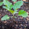Brinjal Round Seedlings F1 Hybrid – Black Boy F1