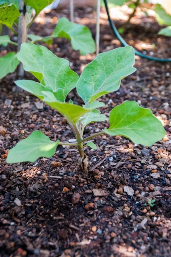 bs Brinjal Round Seedlings F1 Hybrid – Black Boy F1