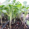 Broccoli Seedling Hybrid F1