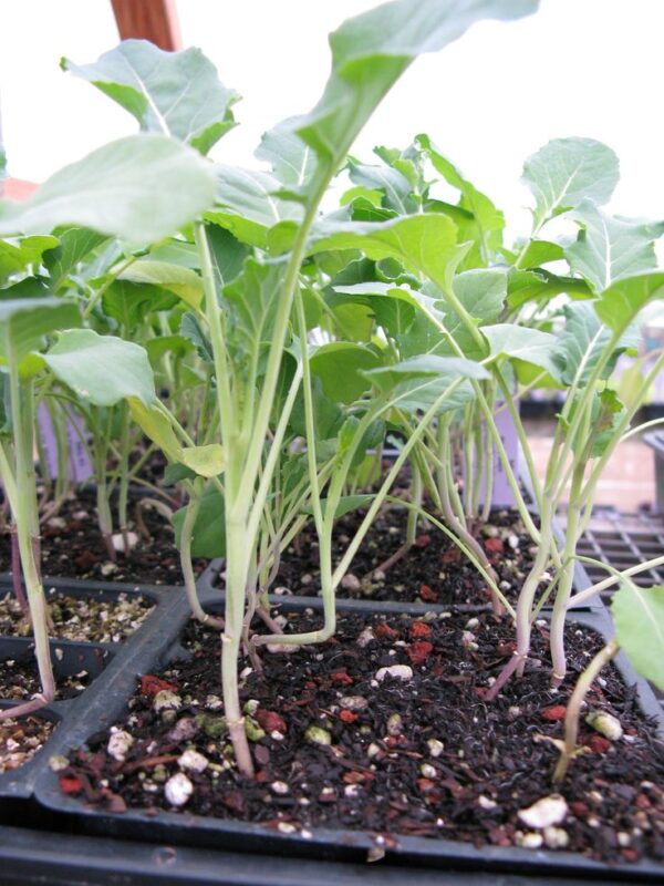 bss Broccoli Seedling Hybrid F1