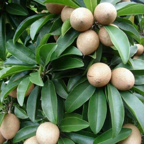 Chiku (Sapodilla) Grafted Plant