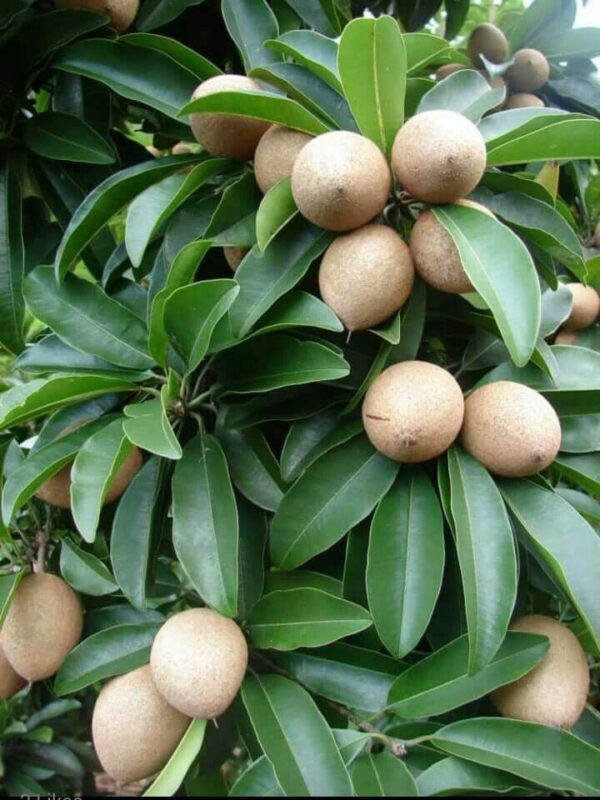 Chiku (Sapodilla) Grafted Plant