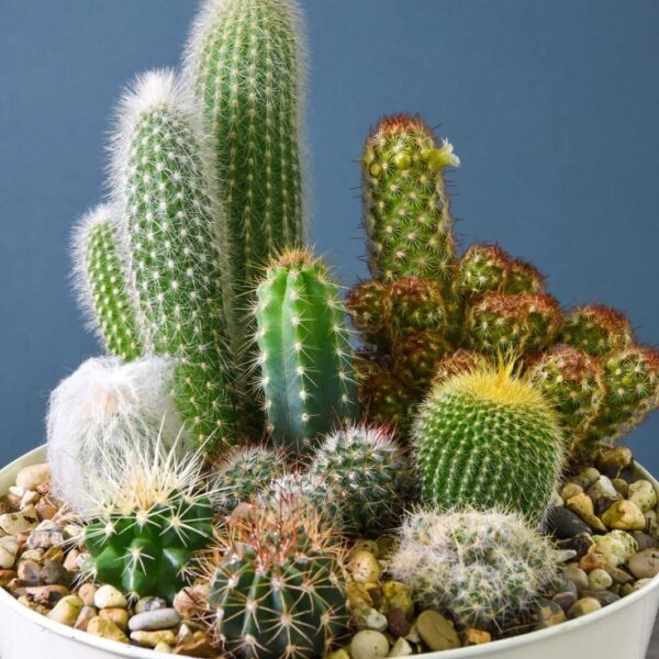 Version 1.0.0 Cactus Mix Seed