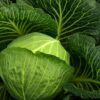Cabbage Seedling Hybrid F1
