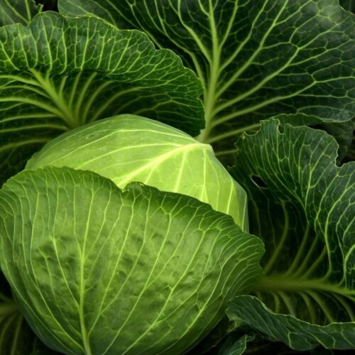Cabbage Seedling Hybrid F1