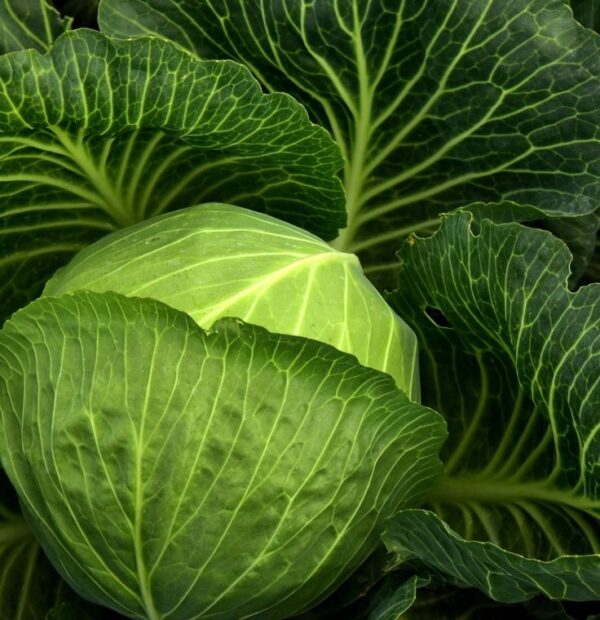 cb Cabbage Seedling Hybrid F1