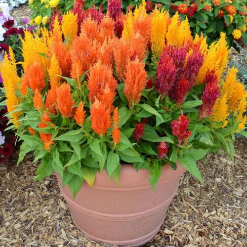 Celosia Mix Flower Seeds