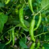 Green Chilli Seedlings (سبز مرچ کی پنیری) Hybrid F1- variety Kalash BSS 410
