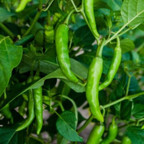 Green Chilli Seedlings (سبز مرچ کی پنیری) Hybrid F1- variety Kalash BSS 410