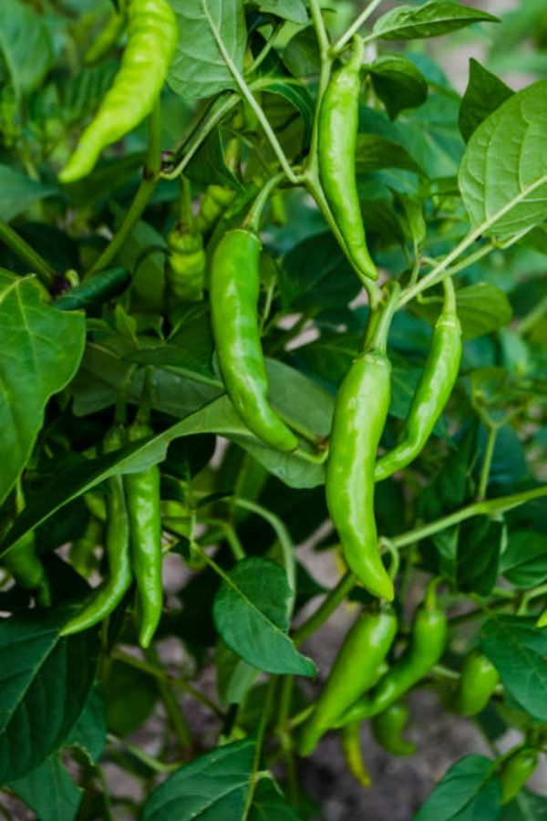 ch Green Chilli Seedlings (سبز مرچ کی پنیری) Hybrid F1- variety Kalash BSS 410