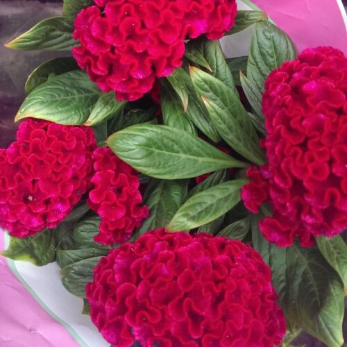 Cockscomb Mix Flower Seeds