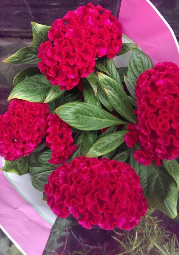 Cockscomb Mix Flower Seeds