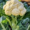Cauliflower Seedling F1 Hybrid